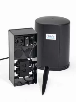 Jumping Jet - Rainbow Star (Art.Nr. X+50052) -Gartenpflanzen Verkauf 12 v master j 1280x1280