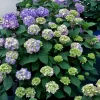 Hydrangea Macrophylla 'Endless Summer BloomStar'®