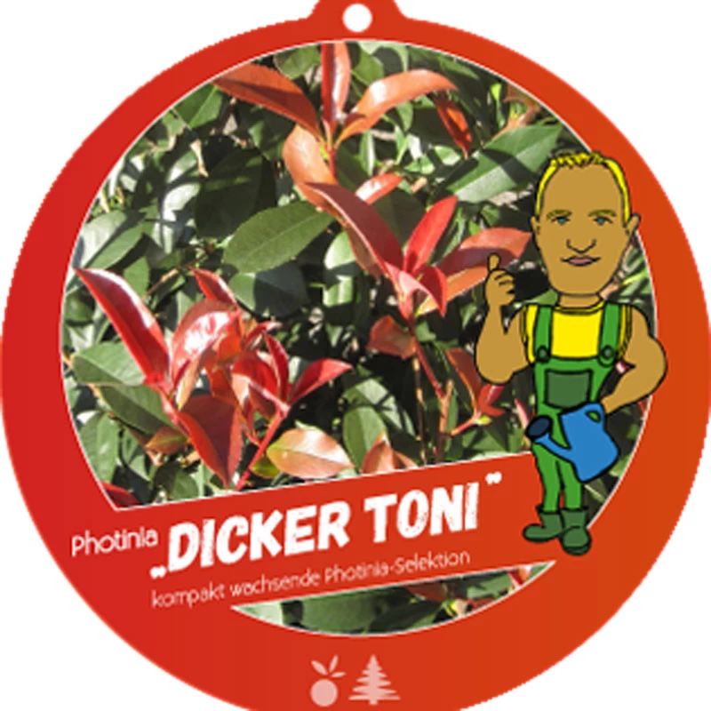 Photinia Fraseri 'Dicker Toni', Kompakte Glanzmispel 1 Photinia Fraseri 'Dicker Toni', Kompakte Glanzmispel