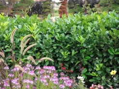 Prunus Laurocerasus 'Rotundifolia', Kirschlorbeer -Gartenpflanzen Verkauf Kirschlorbeer rotundifolia 1280x1280