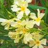 Nerium Oleander, Oleander