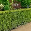 Taxus Media 'Hicksii', Becher-Eibe
