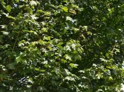 Acer Campestre 'Elsrijk', Kegel-Feldahorn - Hochstamm -Gartenpflanzen Verkauf acer campestre elsrijk 1280x1280