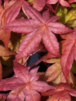 Acer Palmatum 'Deshojo', Rotaustreibender Fächerahorn