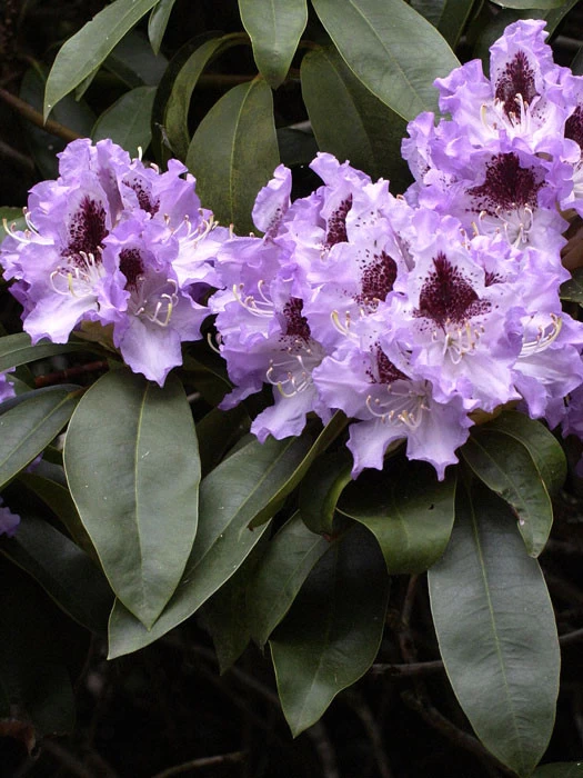 Rhododendron 'Blue Peter' 1 Rhododendron 'Blue Peter'