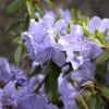 Rhododendron Impeditum 'Blue Tit'