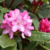 Rhododendron Yakushimanum 'Blurettia'