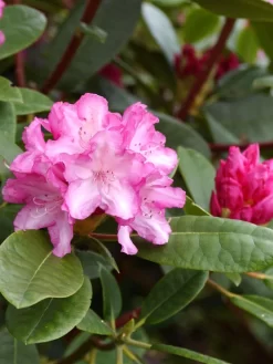 Rhododendron Yakushimanum 'Blurettia'