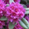 Rhododendron 'Dr. H. C. Dresselhuys' INKARHO®