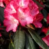 Rhododendron Yakushimanum 'Fantastica'