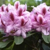 Rhododendron 'Furnivall's Daughter' INKARHO®