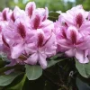 Rhododendron 'Furnivall's Daughter'