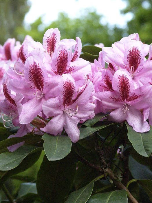Rhododendron 'Furnivall's Daughter' 1 Rhododendron 'Furnivall's Daughter'