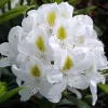 Rhododendron 'Madame Masson'