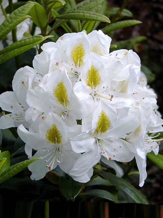 Rhododendron 'Madame Masson' 1 Rhododendron 'Madame Masson'