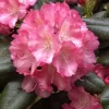 Rhododendron Yakushimanum 'Marlis'
