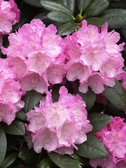 Rhododendron Yak. 'Polaris' INKARHO®