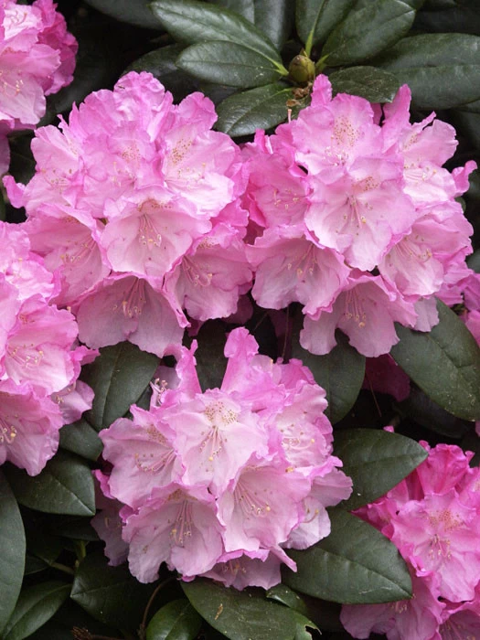 Rhododendron Yak. 'Polaris' INKARHO® 1 Rhododendron Yak. 'Polaris' INKARHO®