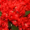 Rhododendron 'Rabatz'