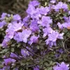 Rhododendron Impeditum 'Ramapo'