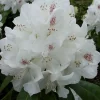 Rhododendron 'Schneebukett'