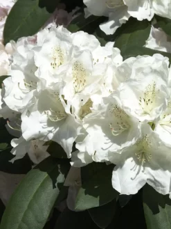Rhododendron Yak. 'Schneekrone' INKARHO®