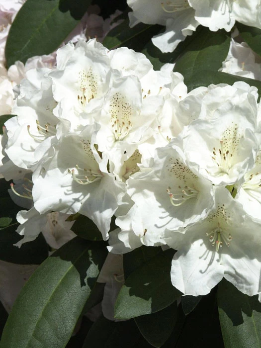 Rhododendron Yak. 'Schneekrone' INKARHO® 1 Rhododendron Yak. 'Schneekrone' INKARHO®