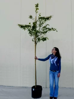 Amelanchier Lamarckii, Felsenbirne - Hochstamm -Gartenpflanzen Verkauf amelanchier lamarckii 1280x1280