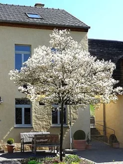 Amelanchier Lamarckii, Felsenbirne - Hochstamm
