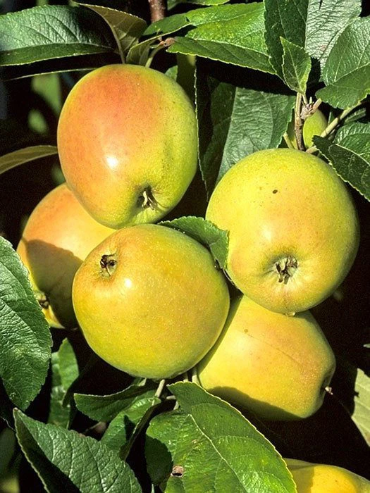 Apfel Weißer Winterglockenapfel 1 Apfel Weißer Winterglockenapfel