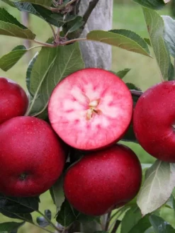 Apfel Rosette -Gartenpflanzen Verkauf apfel rotes fruchtfleisch 1280x1280