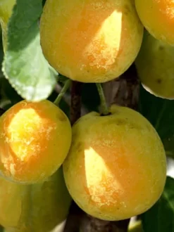 Zwetschenähnliche-Mirabelle Aprimira