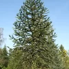 Araucaria Araucana, Chilenische Schmucktanne