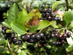 Aronia Melanocarpa 'Nero', Apfelbeere -Gartenpflanzen Verkauf aronia nero frucht 1280x1280