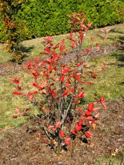 Aronia Melanocarpa 'Viking', Apfelbeere -Gartenpflanzen Verkauf aronia viking 1280x1280