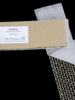 Florfliege (Art.Nr. KB4070) -Gartenpflanzen Verkauf auslieferung florfliege 80530 2 1280x1280