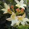 Rhododendron Viscosum 'Lemon Drop', Sommergrüne Japanische Gartenazalee
