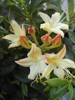 Rhododendron Viscosum 'Lemon Drop', Sommergrüne Japanische Gartenazalee