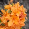 Rhododendron Luteum 'Rumba', Sommergrüne Japanische Gartenazalee