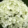 Hydrangea Arborescens 'Annabelle', Ball-Hortensie