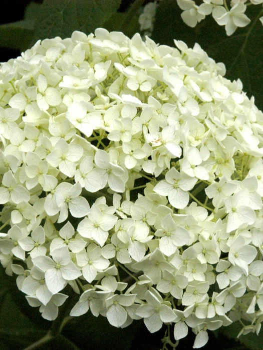 Hydrangea Arborescens 'Annabelle', Ball-Hortensie 1 Hydrangea Arborescens 'Annabelle', Ball-Hortensie