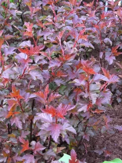 Physocarpus Opulifolius 'Diable D'Or', Blasenspiere