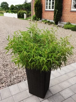 Fargesia Murielae 'Bambi', Kleiner Schirmbambus 5 Fargesia Murielae 'Bambi', Kleiner Schirmbambus -Gartenpflanzen Verkauf bambus bambi 1280x1280