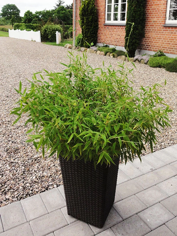 Fargesia Murielae 'Bambi', Kleiner Schirmbambus 3 Fargesia Murielae 'Bambi', Kleiner Schirmbambus – Bild 3