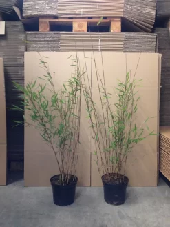 Fargesia Nitida 'Black Pearl' - Glänzender Schirm-Bambus -Gartenpflanzen Verkauf bambus black pearl 1280x1280