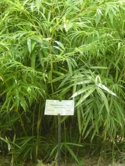 Pleioblastus Chino 'Elegantissima', Buntblättriger Edelbambus