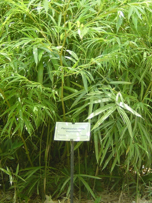 Pleioblastus Chino 'Elegantissima', Buntblättriger Edelbambus 1 Pleioblastus Chino 'Elegantissima', Buntblättriger Edelbambus