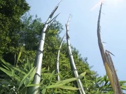 Phyllostachys Vivax 'Huangwenzhu'