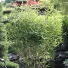 Fargesia Murielae 'Tiny', Schirmbambus