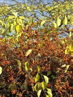Celastrus Orbiculatus, Baumwürger -Gartenpflanzen Verkauf baumwuerger frucht 1280x1280